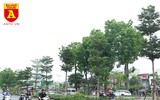 Trồng cây cảnh, phủ xanh dải phân cách ở đường Kim Mã